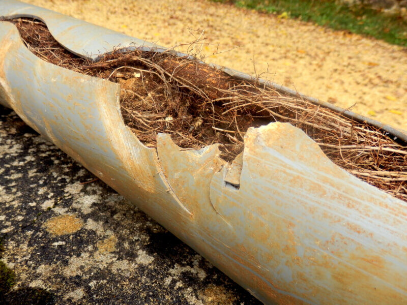 10 Signs That You May Have Tree Root Ingress in Your Drains